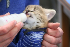 Servalzüchter Servalzucht Mecklenburg